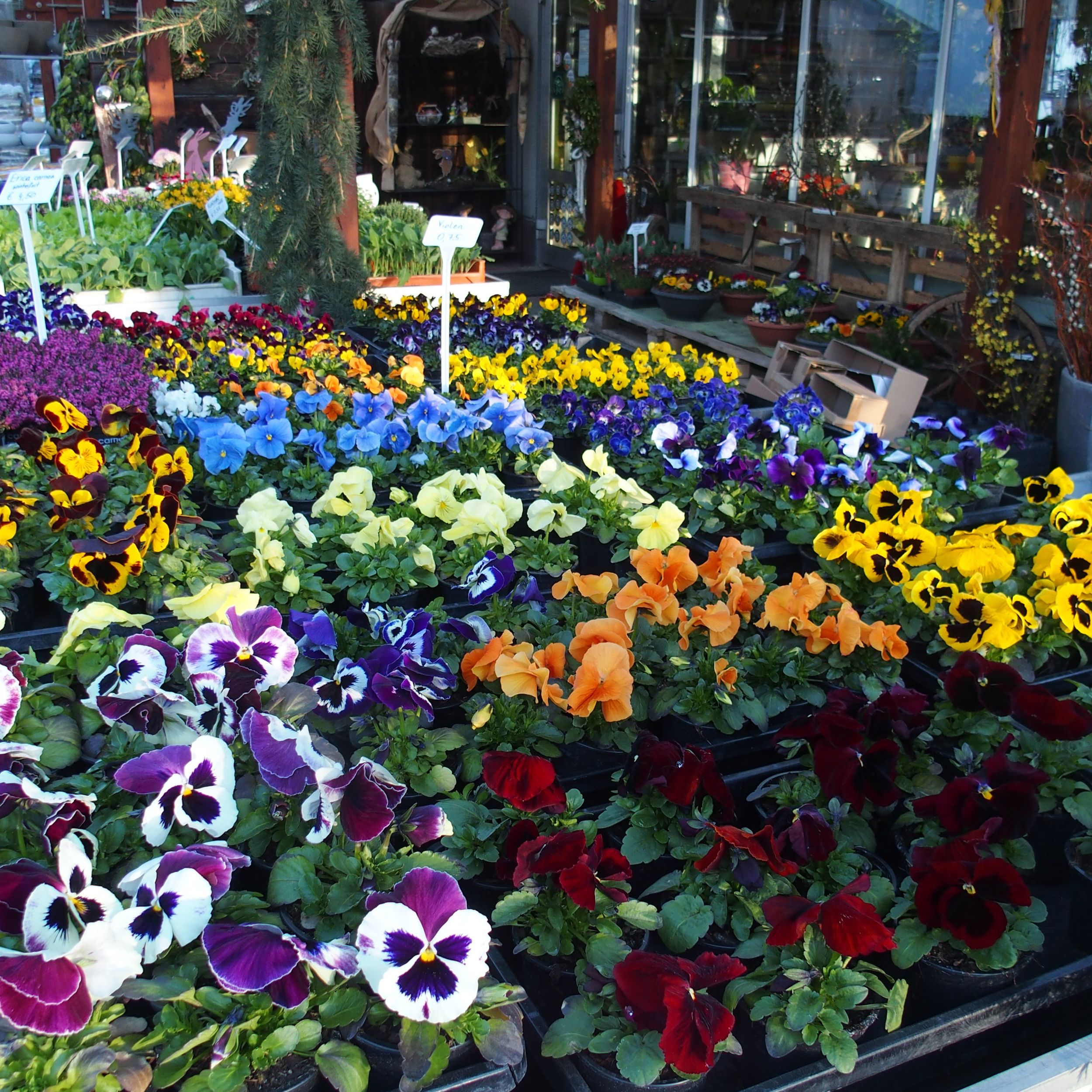 Gärtnerei Blumen Ressmann